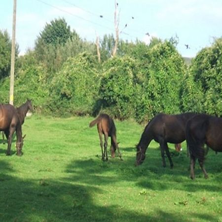 Bed and Breakfast Cloncarlin House Monasterevin Exterior foto