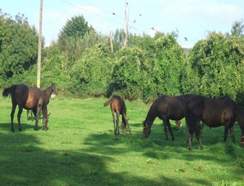Bed and Breakfast Cloncarlin House Monasterevin Exterior foto